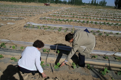 高臺(tái)縣農(nóng)技中心扎實(shí)開展災(zāi)后技術(shù)指導(dǎo)服務(wù)工作