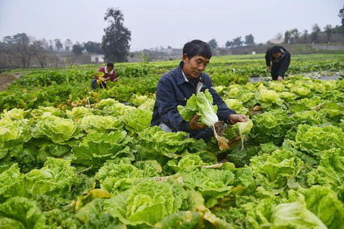 重慶農(nóng)科院 2023年科技成果發(fā)布會 見證農(nóng)業(yè)科技 重慶制造 發(fā)展成就