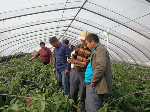 關(guān)注 綠色高地 科技導(dǎo)航 我區(qū)推動(dòng)科技農(nóng)業(yè)發(fā)展邁進(jìn) 快車道