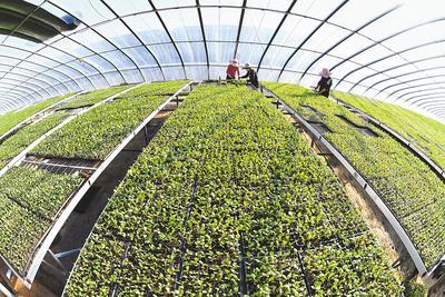 河北樂亭:新技術新服務新產品助農增收