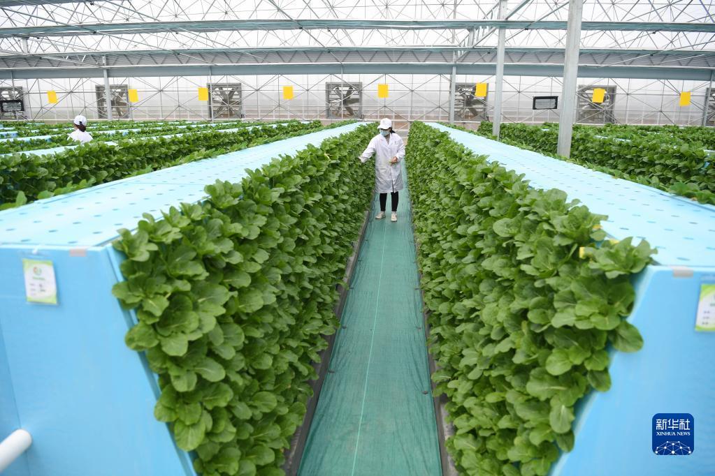 新華全媒+丨蔬菜長&ldquo;墻上&rdquo;,好吃又&ldquo;時尚&rdquo;--智慧&ldquo;菜園子&rdquo;的科技范
