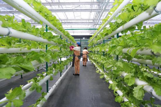 v游延邊 走進(jìn)龍井 農(nóng)業(yè)科技旅游互促融合 打造立體化發(fā)展新高地