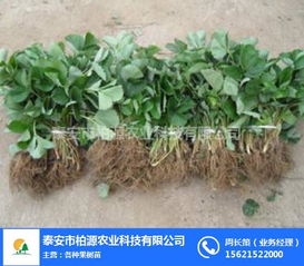 紅顏草莓苗哪家好？柏源農業科技公司的專業服務解析